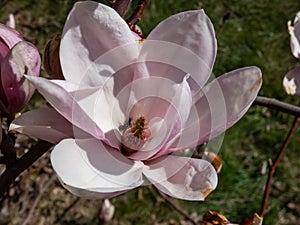 The saucer magnolia - Magnolia Ãâ soulangeana Magnolia denudata Ãâ Magnolia liliiflora flowering with large, early-blooming